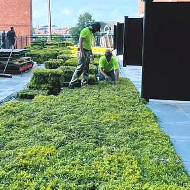 green-roof-maintenance-capital-district