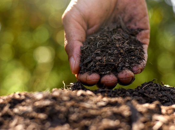 about-natural-fertilizer natural fertilizer
